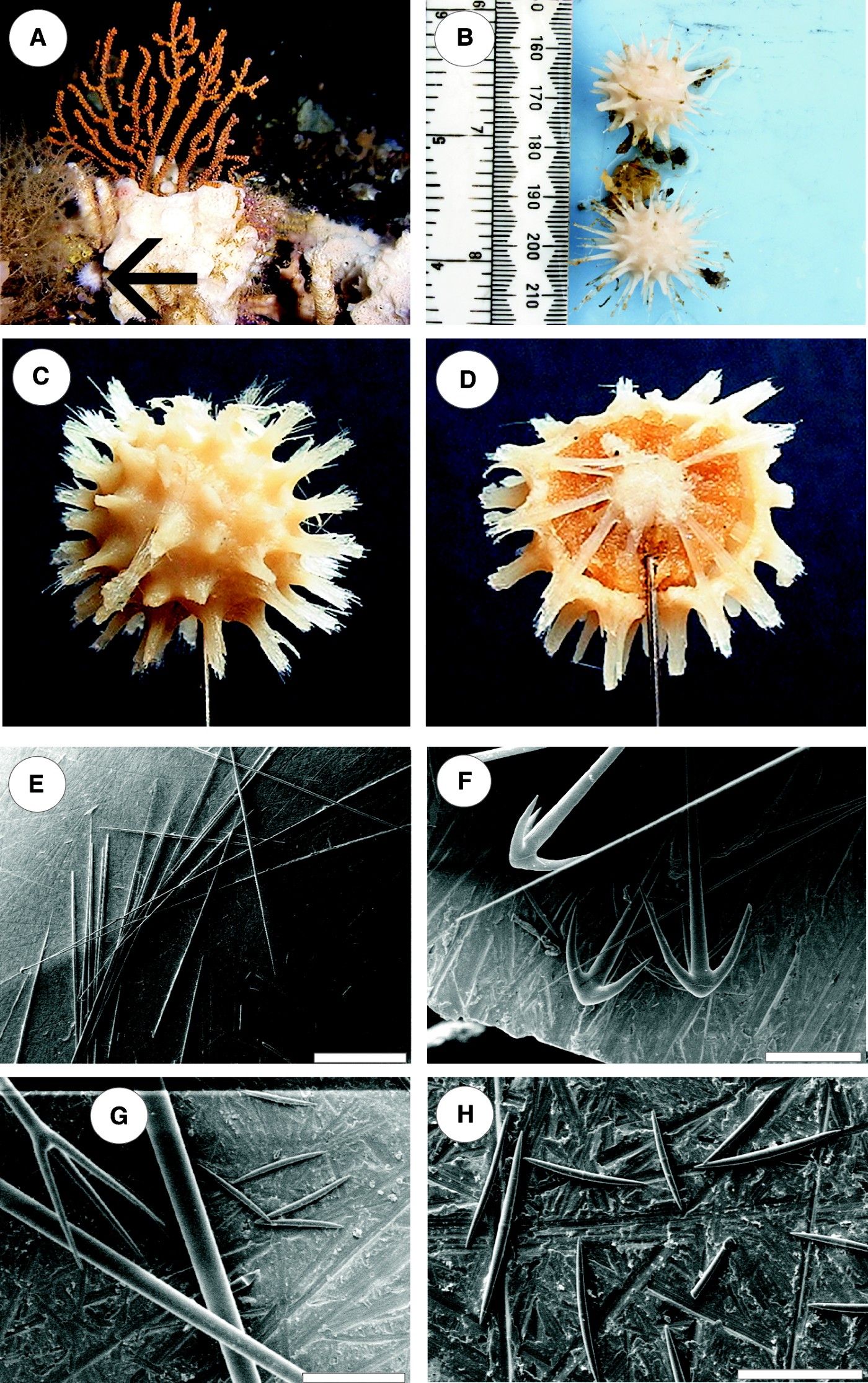 Craniella sputnika sp. nov. (Porifera: Spirophorida: Tetillidae