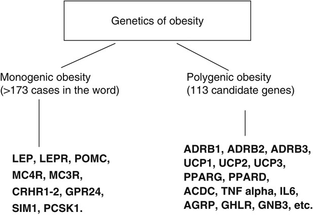 obesity and genetics research paper