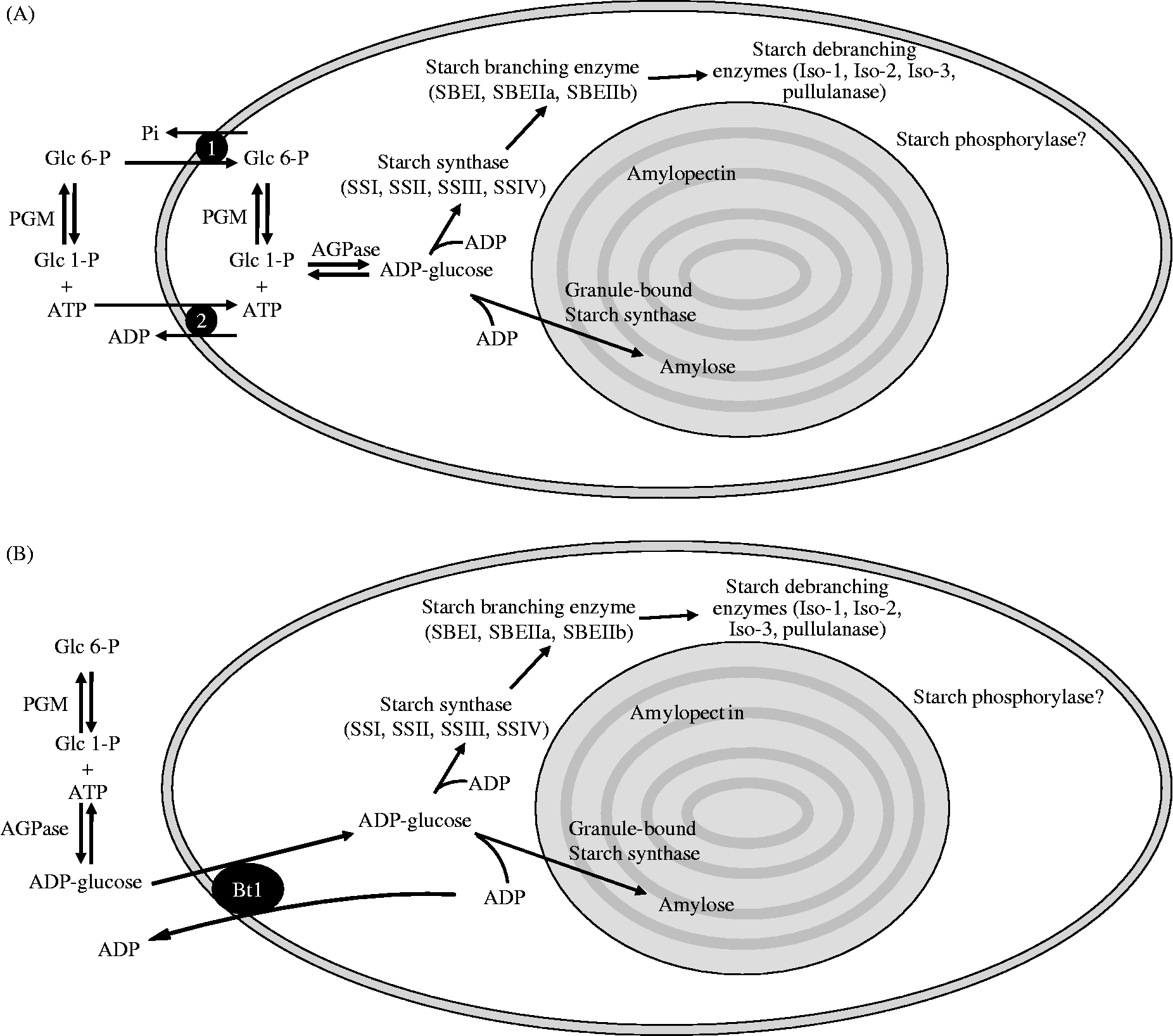 Starch biosynthesis in developing seeds | Seed Science Research ...