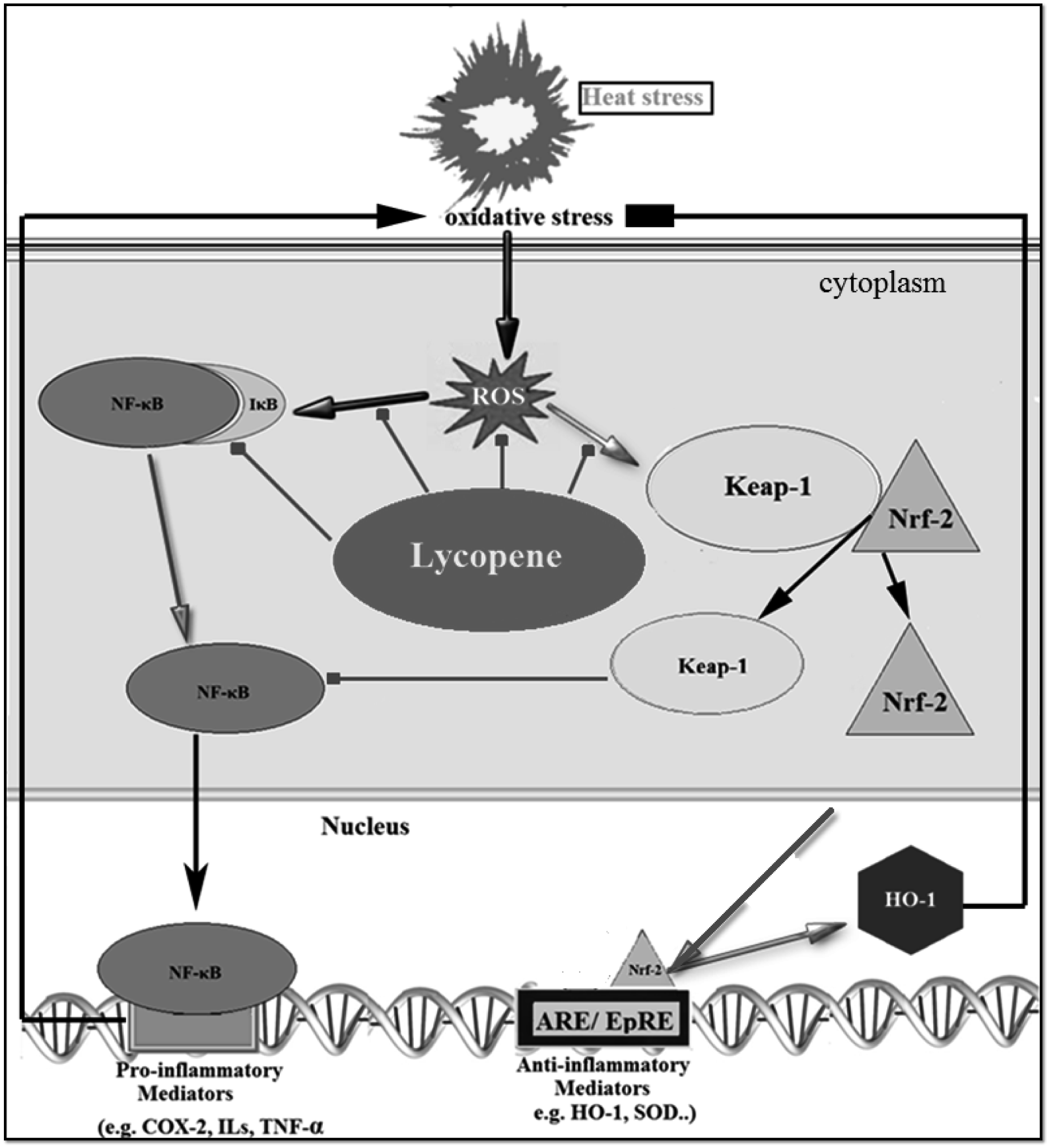 Modulation of NF-κB and Nrf2 pathways by lycopene supplementation in ...