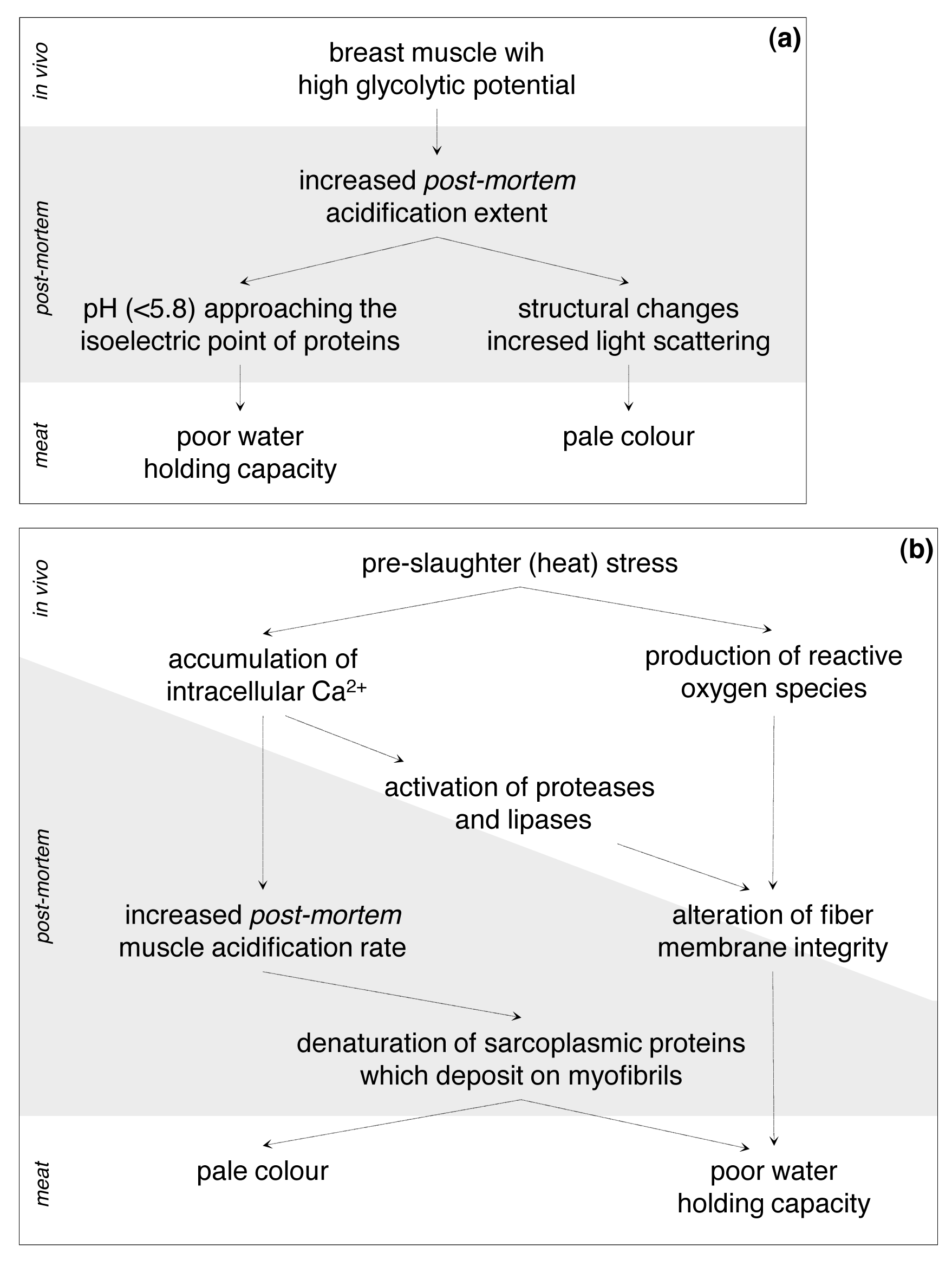 Meat quality in fastgrowing broiler chickens World's Poultry Science