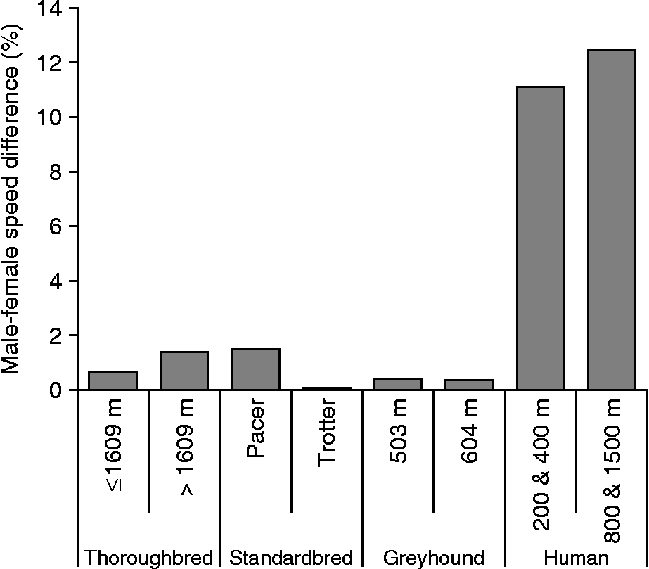 are male or female greyhounds faster