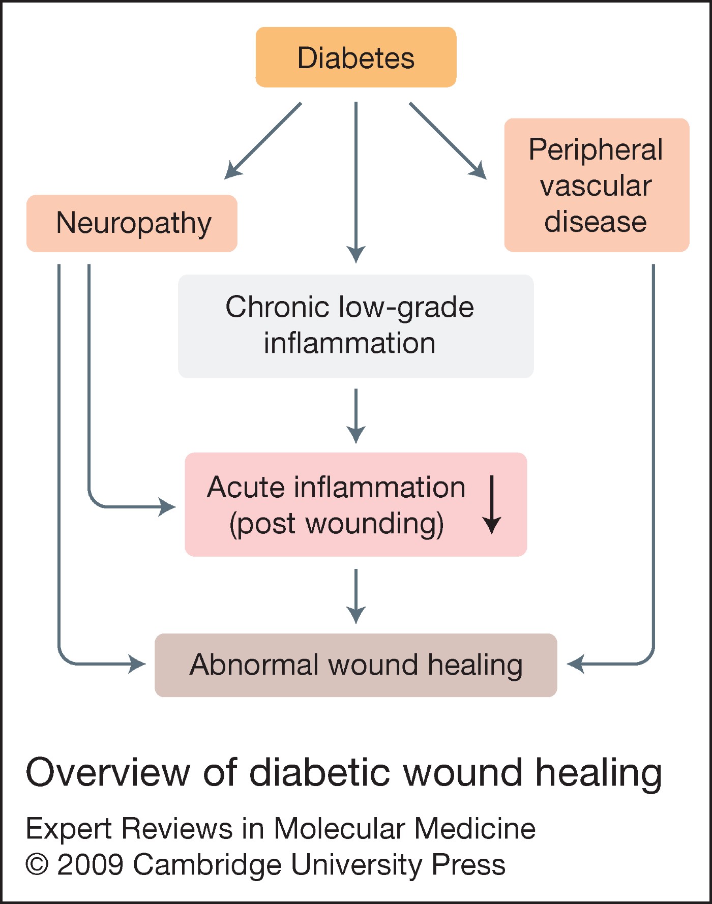 Weeping Wounds And Diabetes: A Critical Connection - 8edwl8b