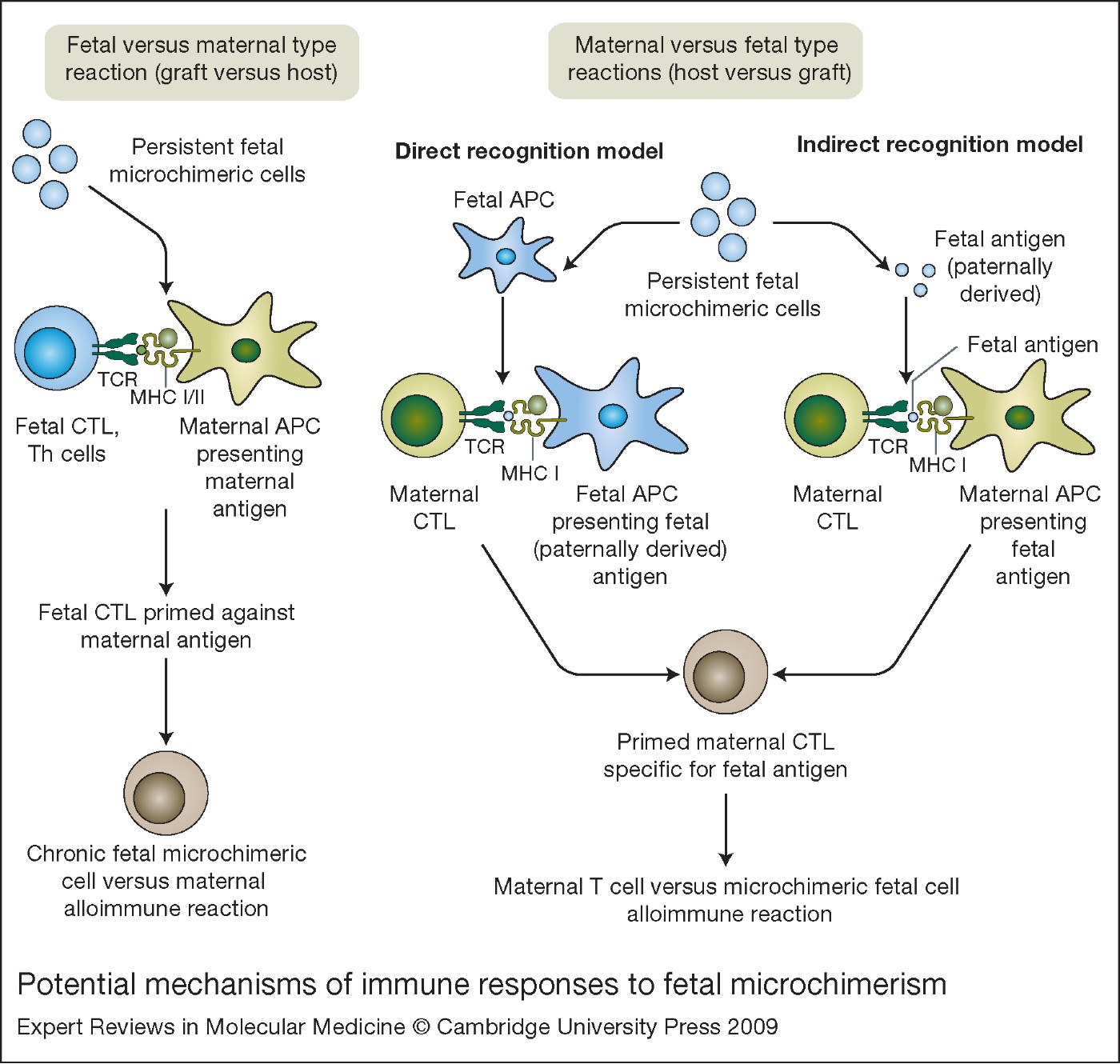 Fetal Microchimerism: The Cellular And Immunological Legacy Of ...