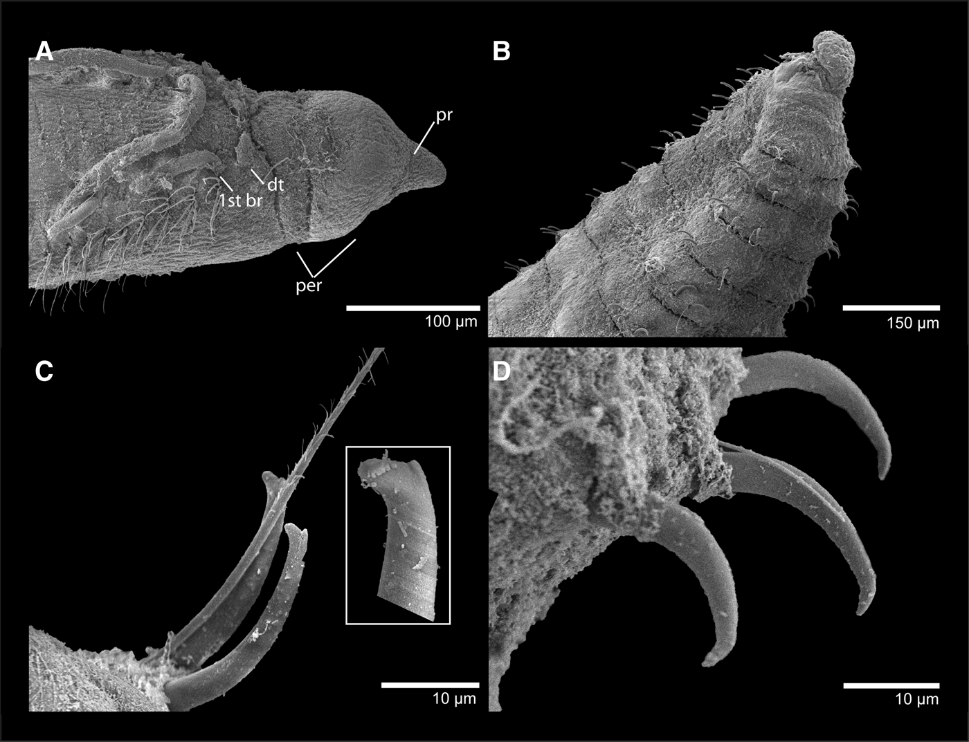 A New Species And Two New Records Of Cirratulidae (Annelida: Polychaeta ...