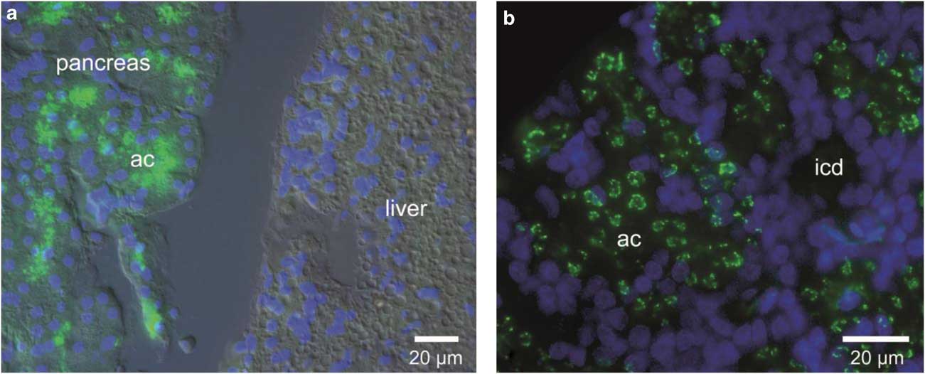 Synthesis and recycling of antifreeze glycoproteins in polar fishes |  Antarctic Science | Cambridge Core
