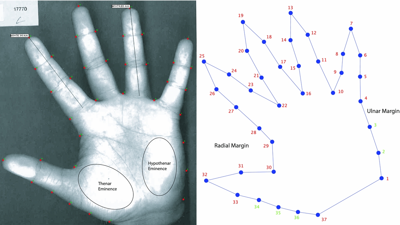 Anthropometric characterisation of palm and finger shapes to