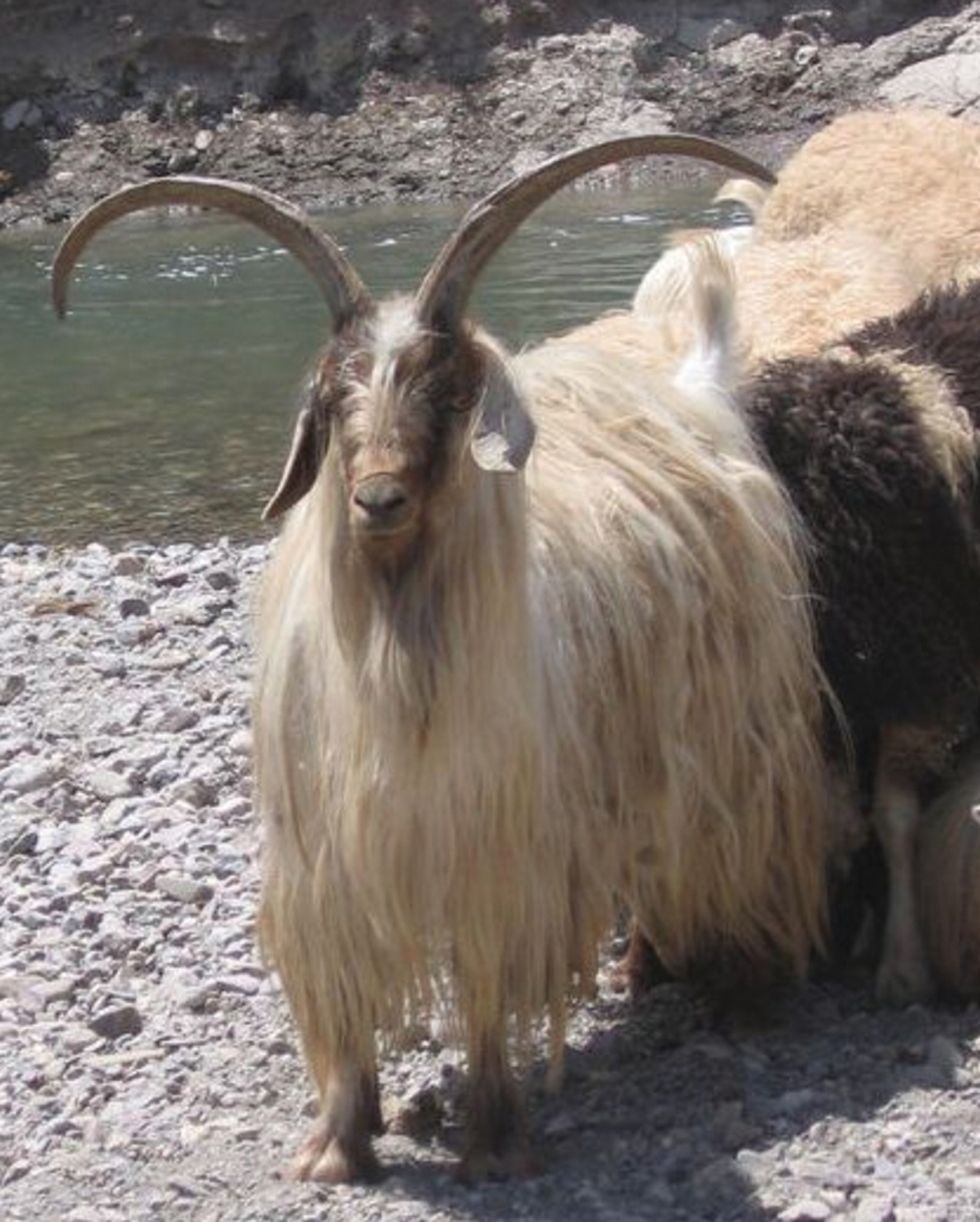 The domestic livestock resources of Turkey goat breeds and types and