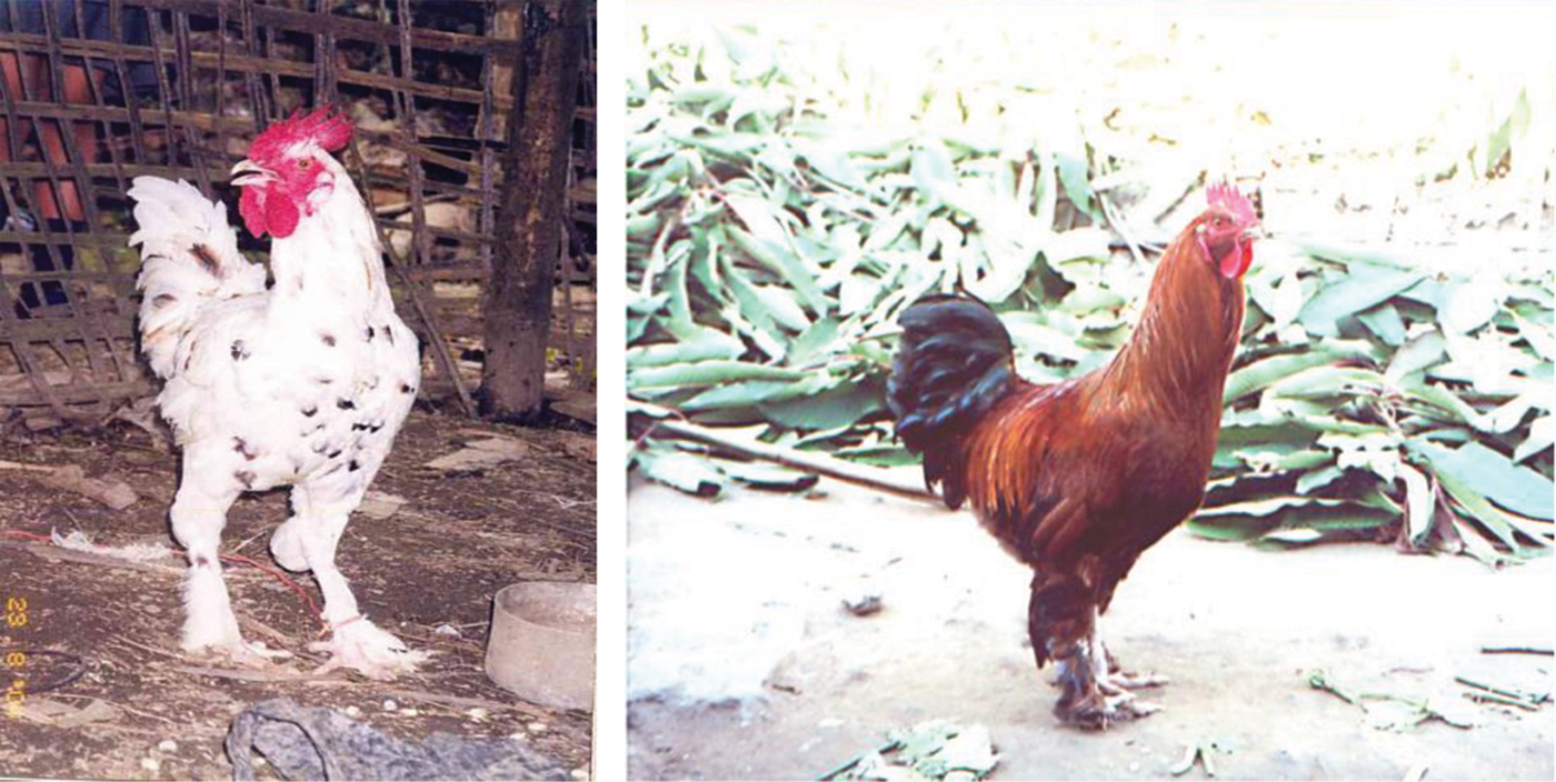 Morphological characterization of indigenous chickens of Sikkim and ...