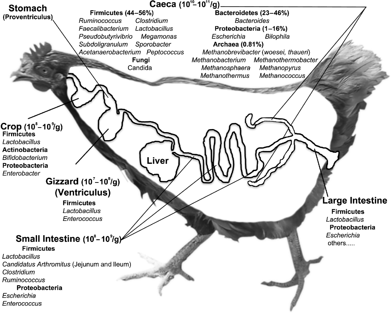 The microbiome of the chicken gastrointestinal tract Animal Health