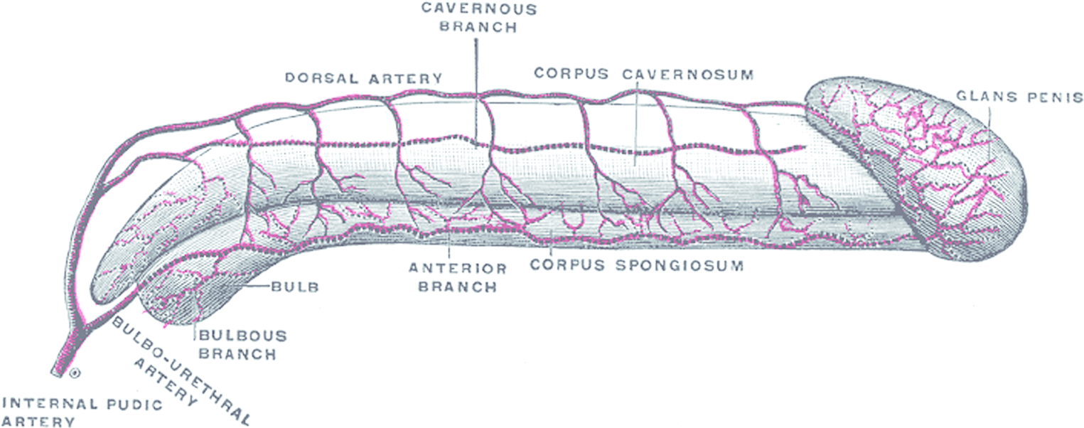 Anatomy and physiology Section 1 Fertility Preservation in