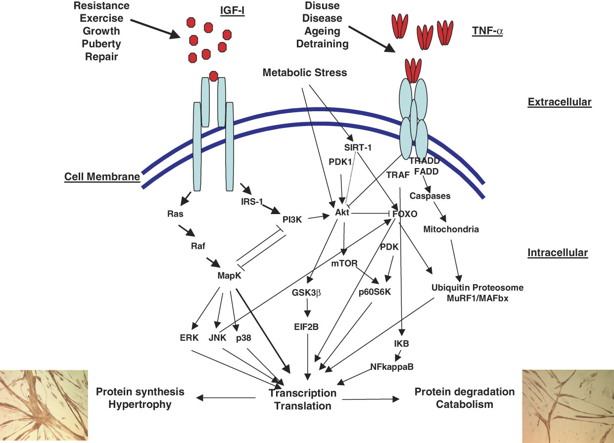 The developmental origins of sarcopenia: from epidemiological evidence