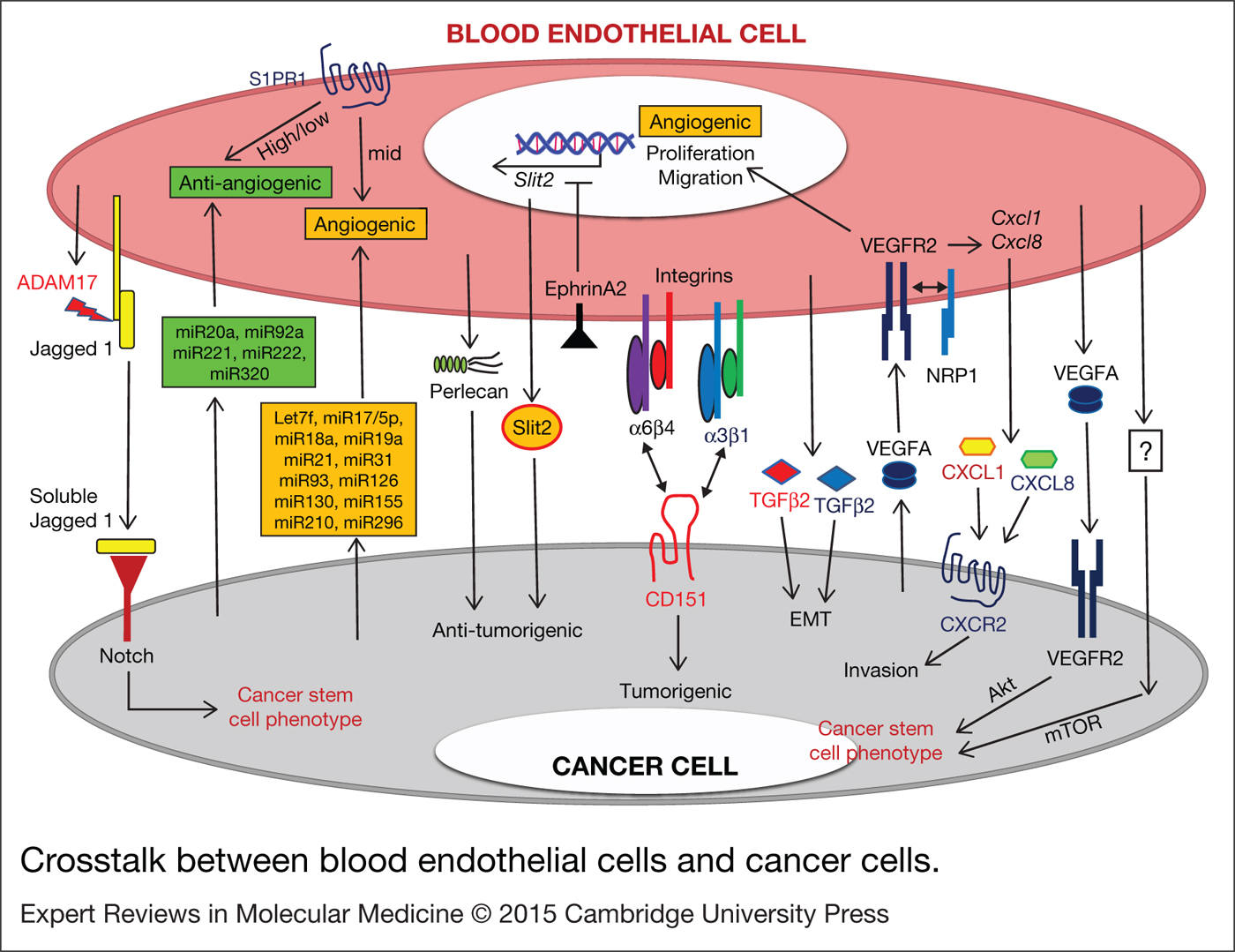 Crosstalk Between Cancer Cells And Blood Endothelial And Lymphatic