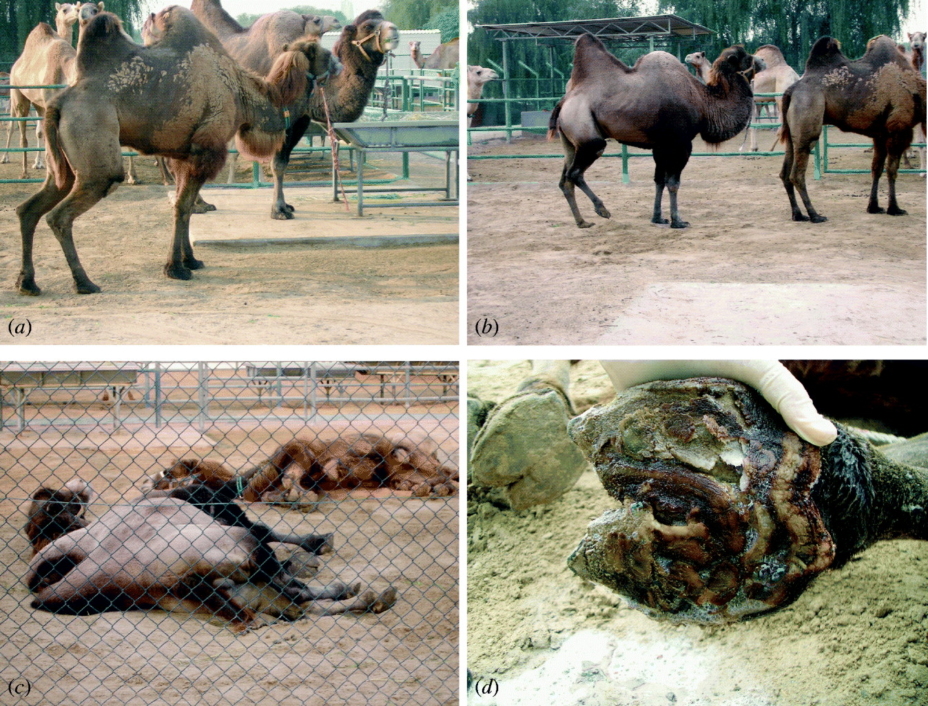 Differences In The Susceptibility Of Dromedary And Bactrian Camels To Foot And Mouth Disease Virus Epidemiology Infection Cambridge Core