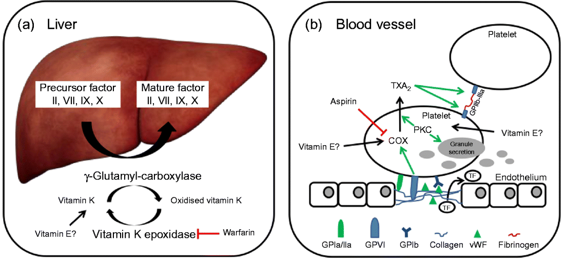 Vitamin Edrug interactions molecular basis and clinical relevance