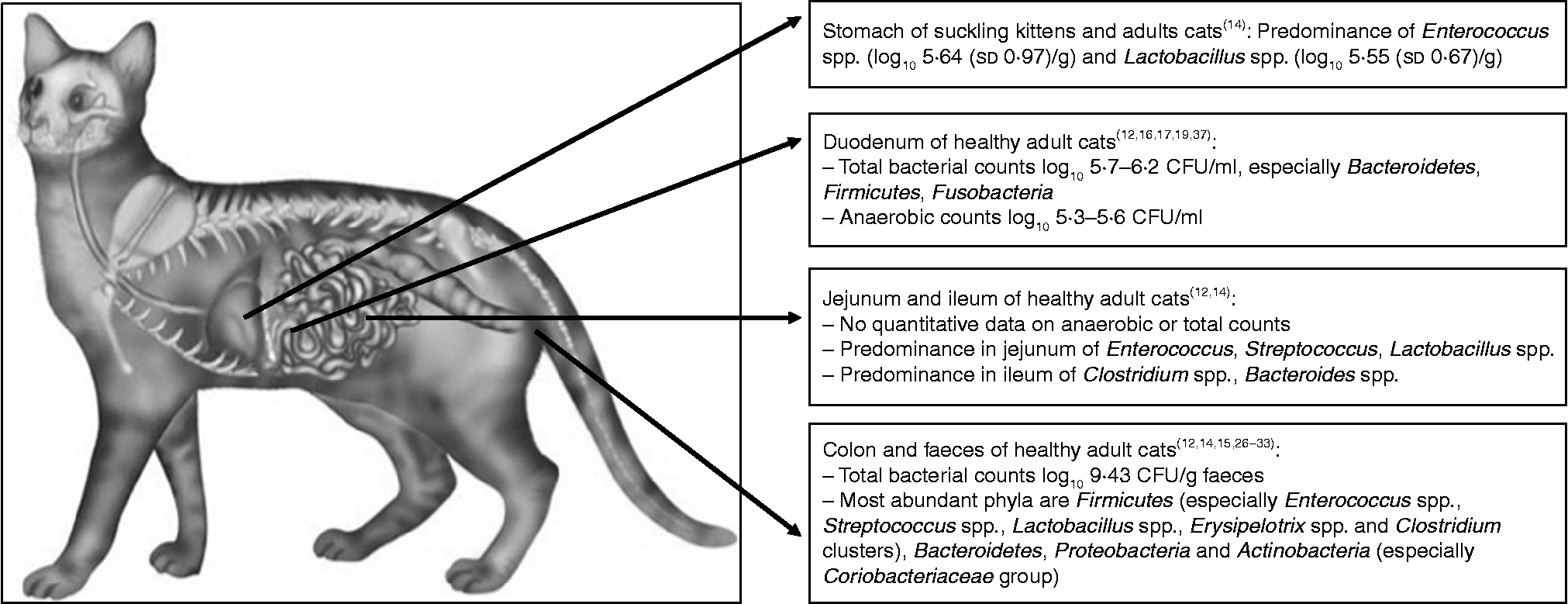 Duodenum Jejunum Ileum Cat