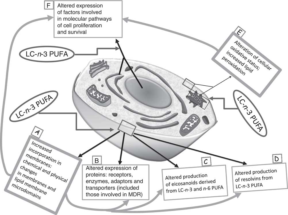 How Plausible Is The Use Of Dietary N 3 Pufa In The Adjuvant Therapy Of Cancer Nutrition Research Reviews Cambridge Core