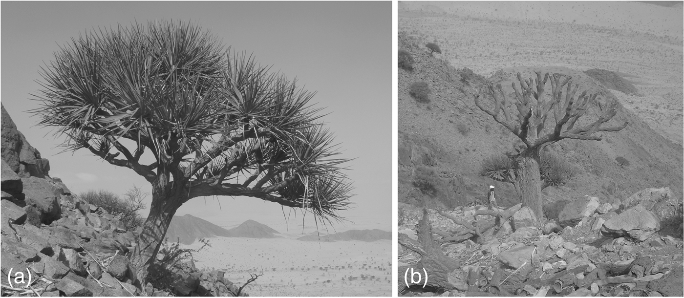 Conservation Status Of The Endangered Nubian Dragon Tree Dracaena Ombet In Gebel Elba National Park Egypt Oryx Cambridge Core