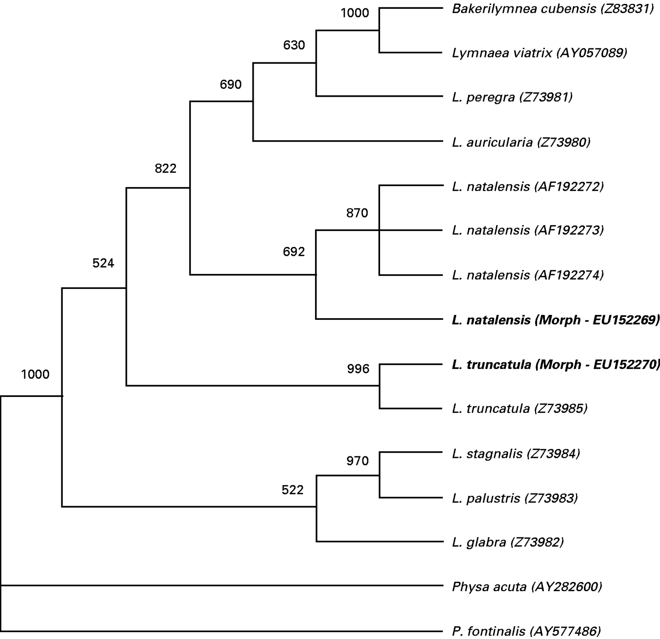 The distribution of Fasciola hepatica and Fasciola gigantica within ...