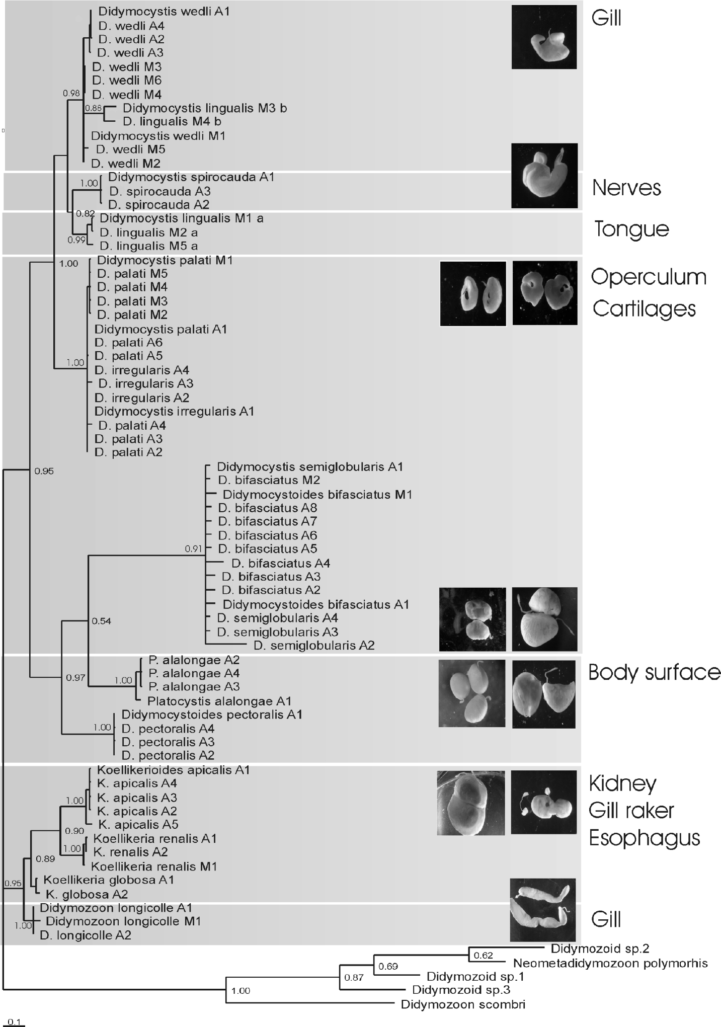 Morphological and molecular study of Didymodiclinus marginati n