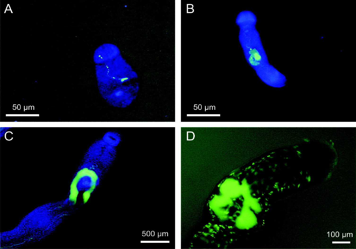 Schistosomula, pre-adults and adults of Schistosoma mansoni ingest ...
