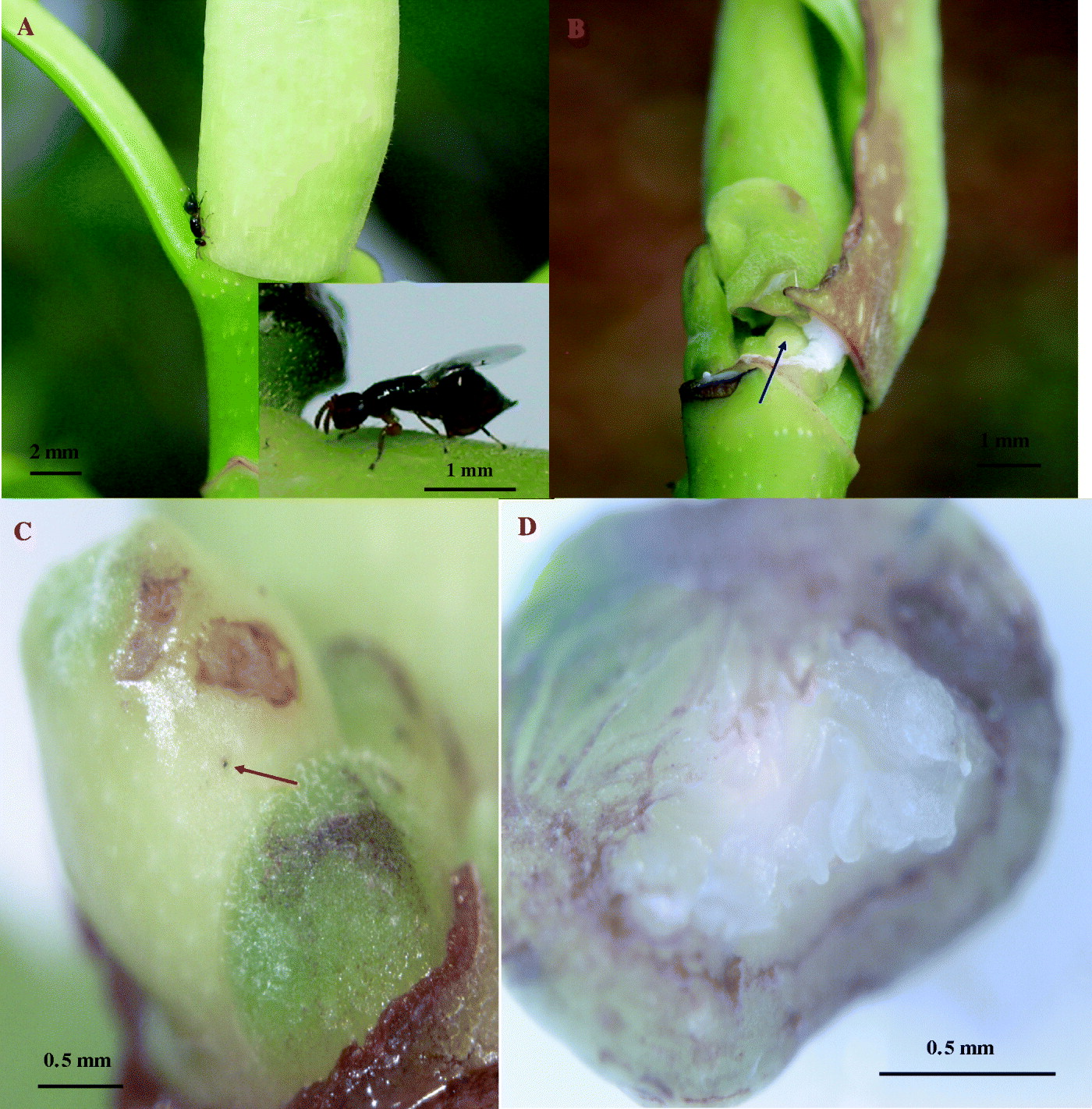 Ecology of parasite Sycophilomorpha sp. on Ficus altissima and its