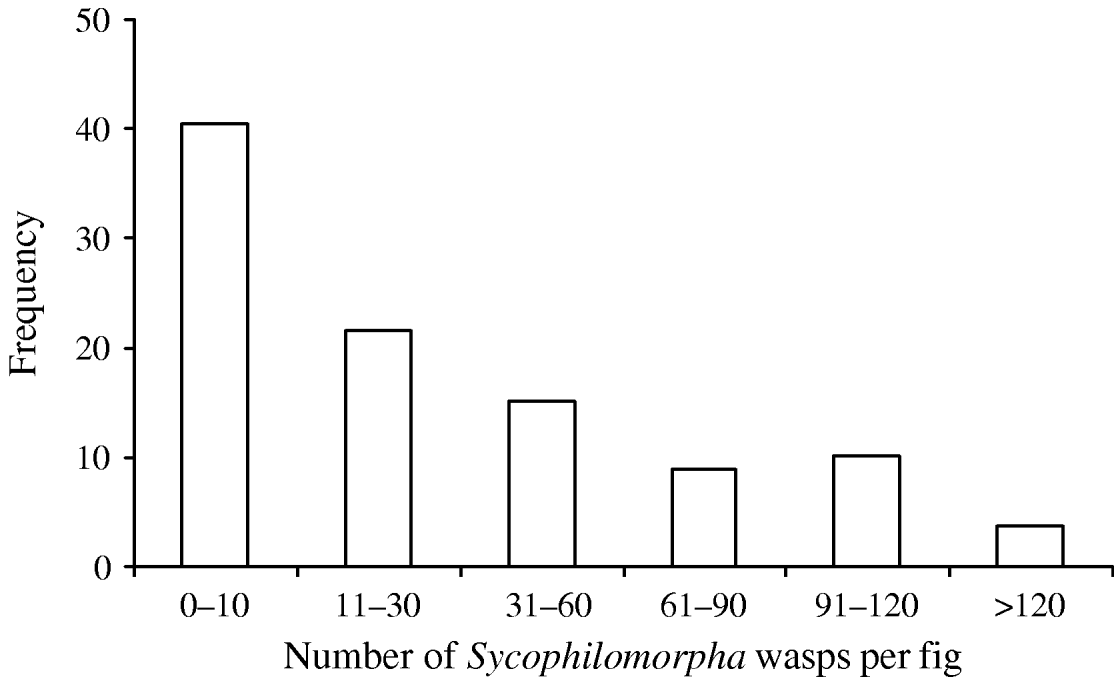 Ecology of parasite Sycophilomorpha sp. on Ficus altissima and its