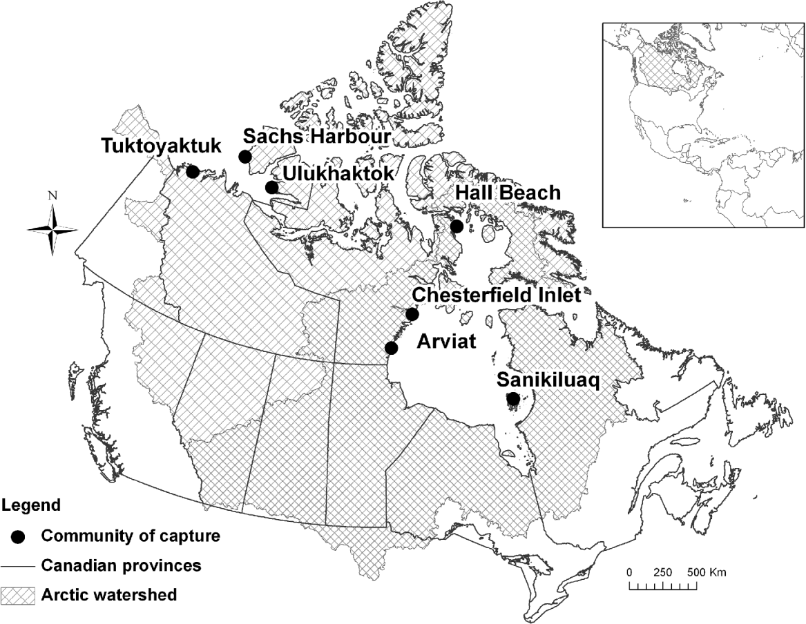 Cat parasite found in western Arctic Beluga deemed infectious