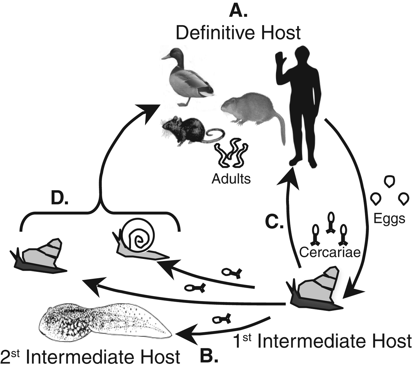 Can host ecology and kin selection predict parasite virulence? |  Parasitology | Cambridge Core