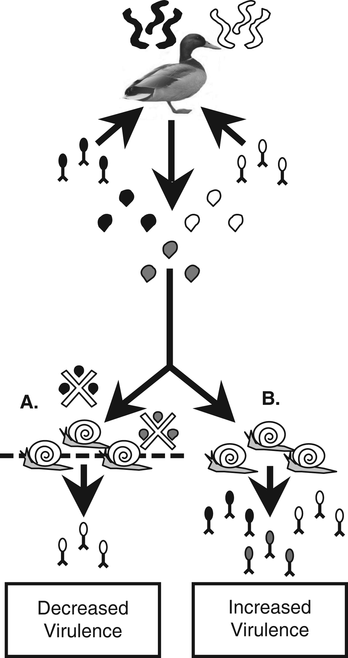 Can host ecology and kin selection predict parasite virulence? |  Parasitology | Cambridge Core