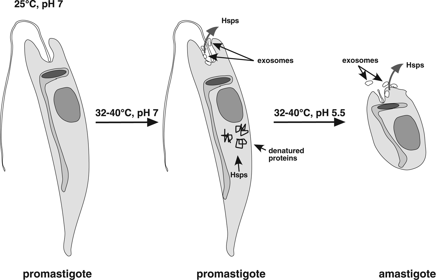 binary fission in leishmania