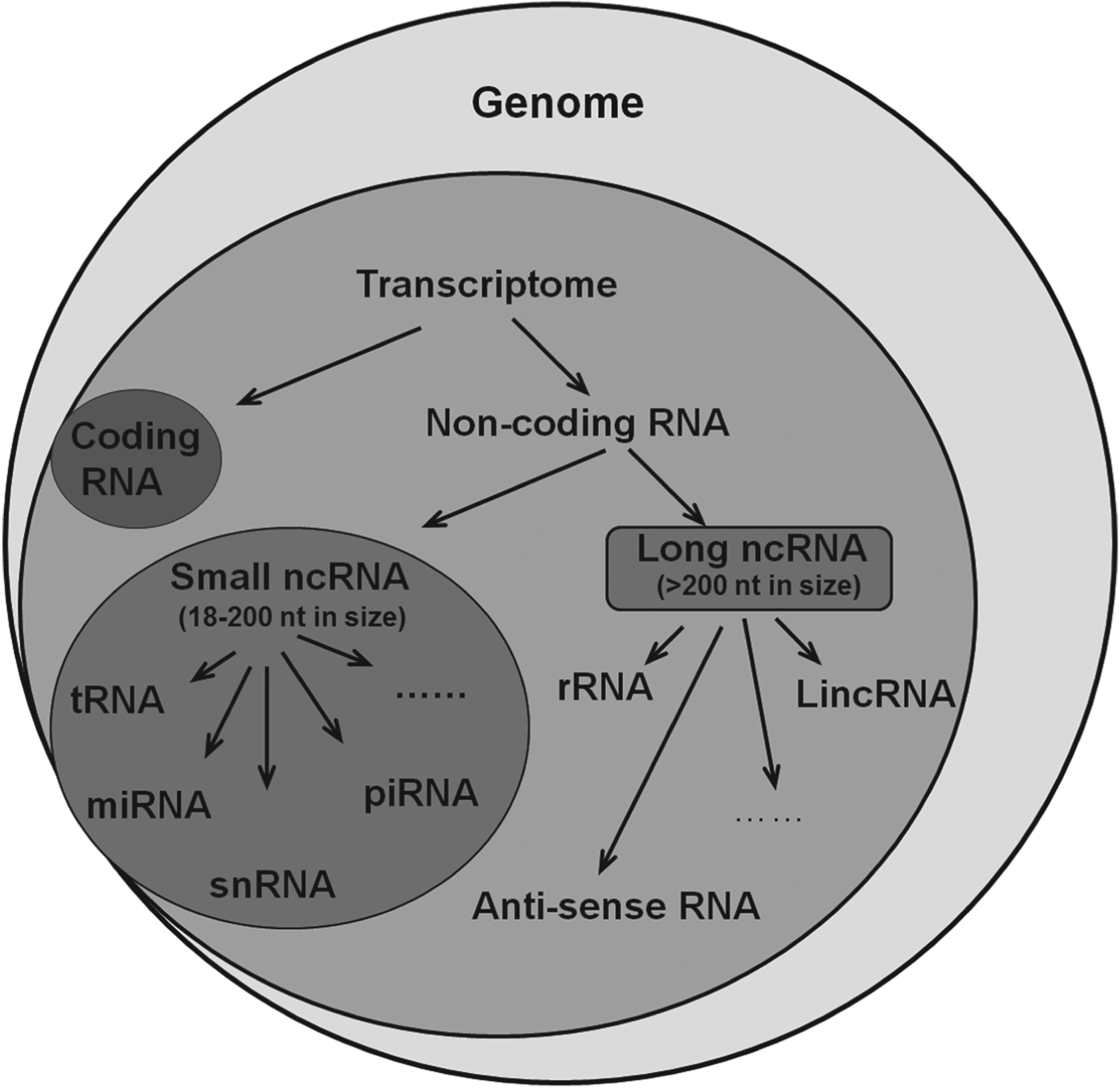 Non-coding RNAs in epithelial immunity to Cryptosporidium infection |  Parasitology | Cambridge Core