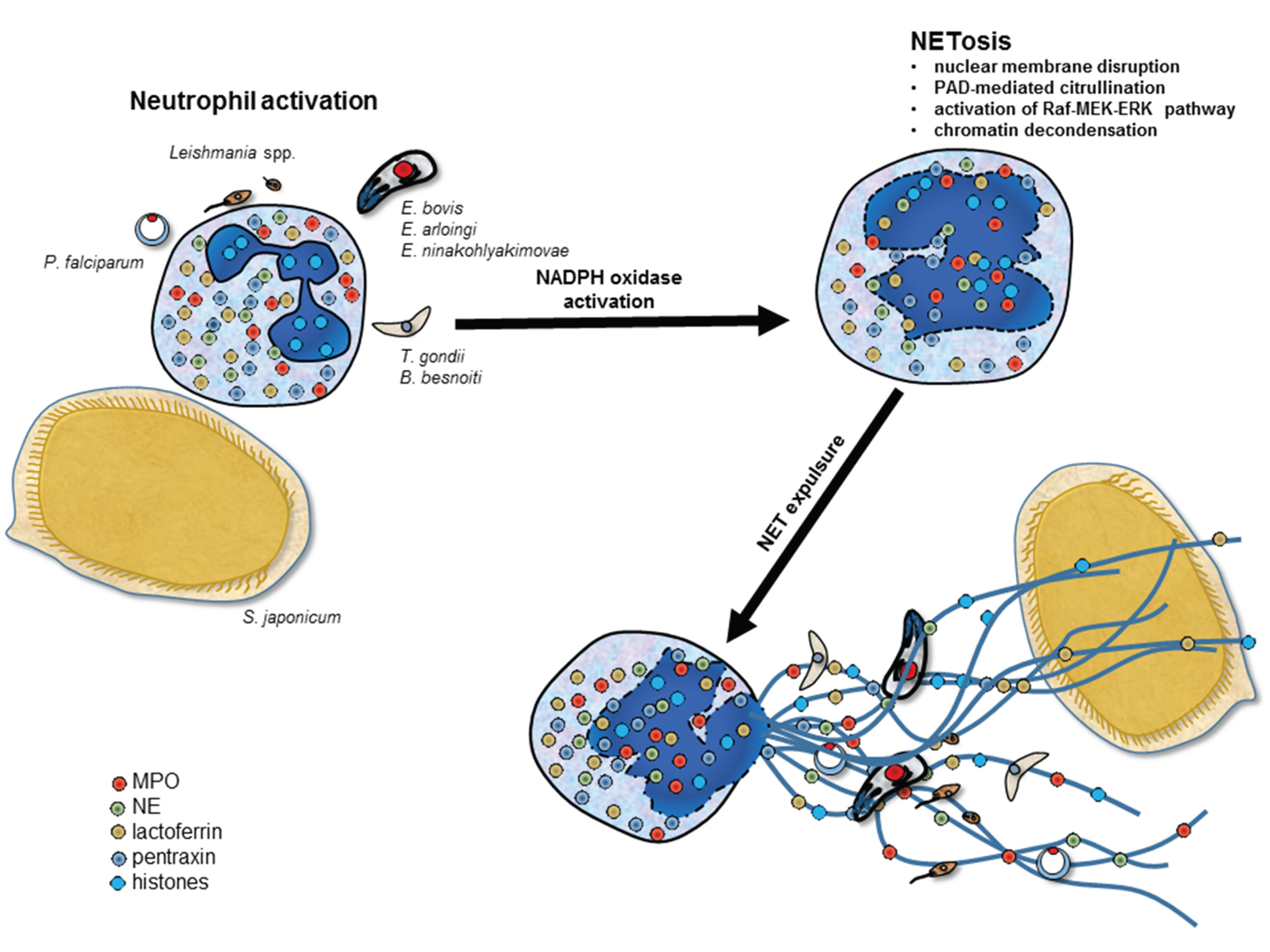 The Intriguing Host Innate Immune Response: Novel Anti-parasitic ...