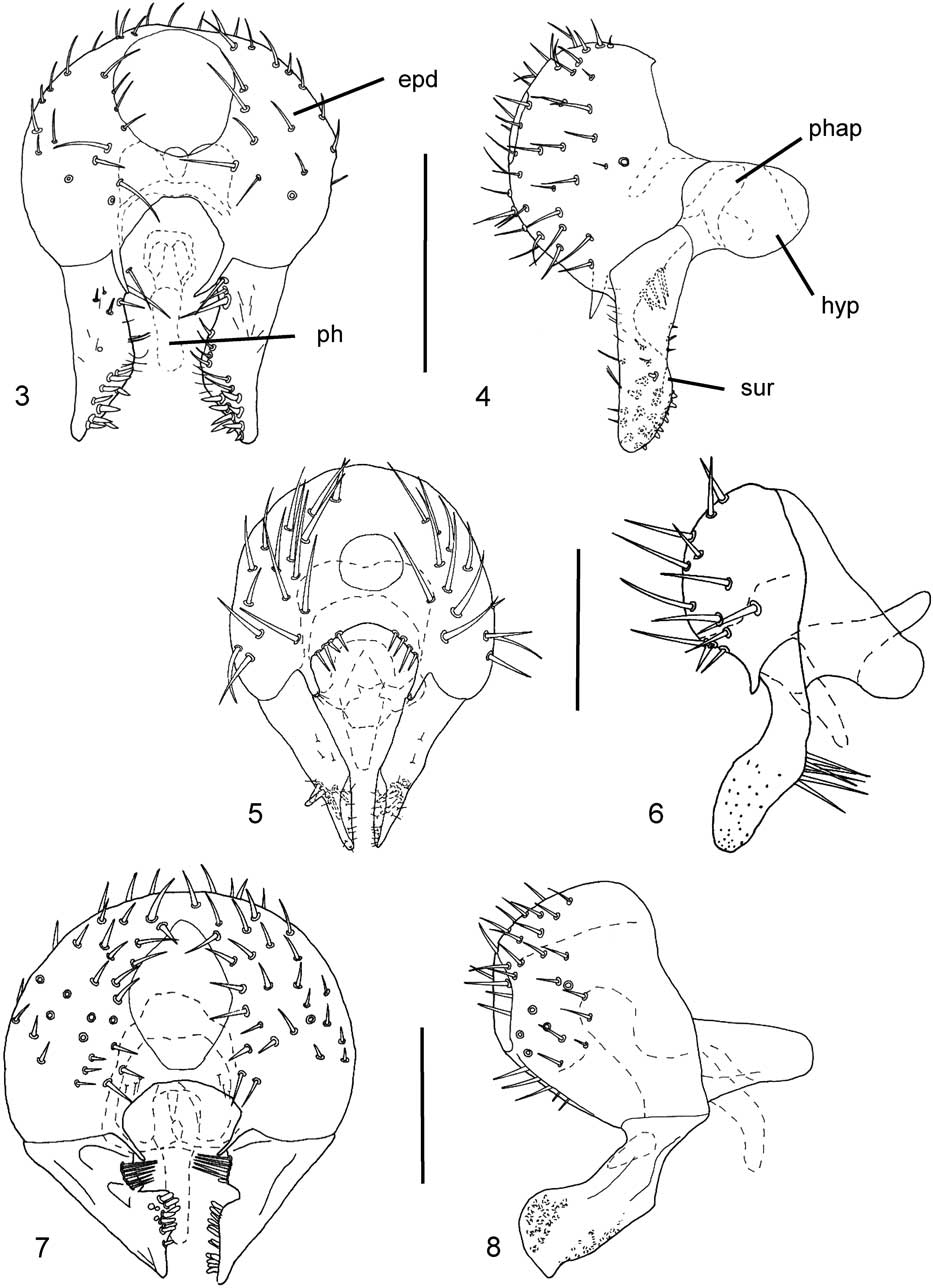 Revision of the Nearctic species of Dicraeus Loew (Diptera: Chloropidae ...