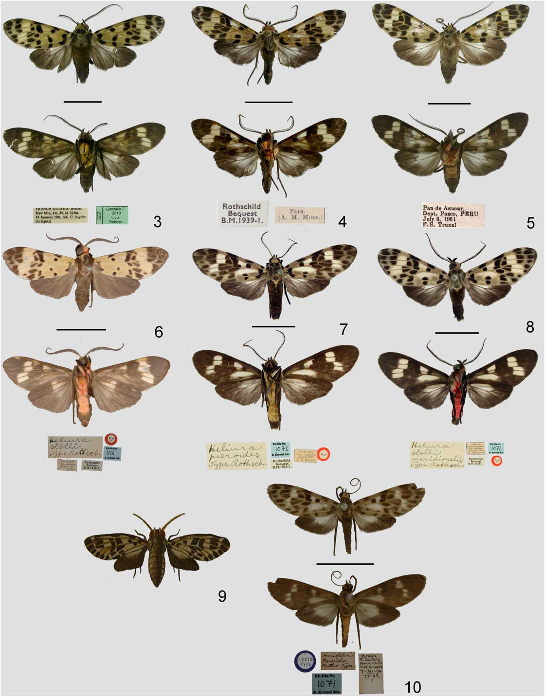Heliura Butler (Lepidoptera Erebidae