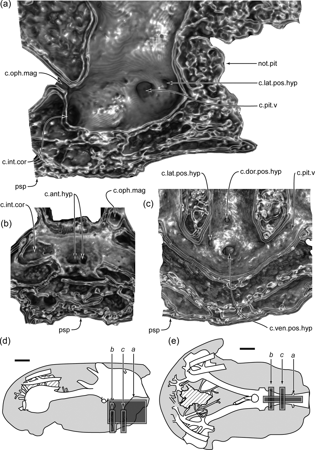 The endocranial anatomy of Gogonasus andrewsae Long, 1985 revealed 