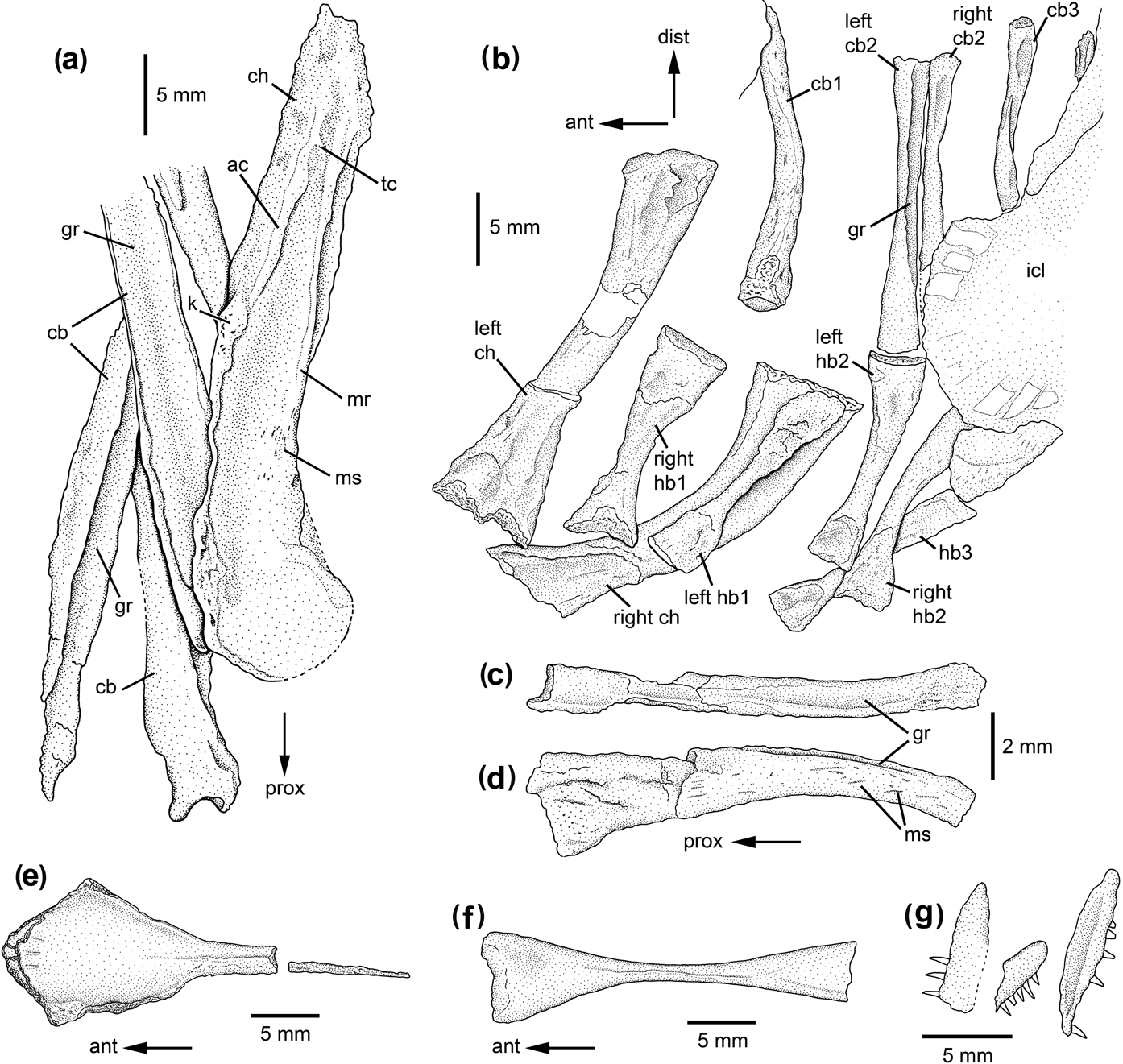 Phylogenetic patterns of character evolution in the hyobranchial ...