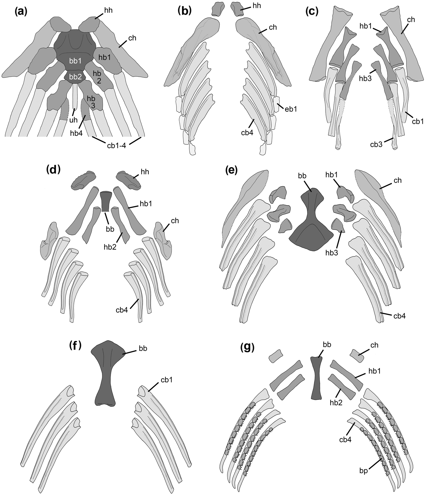 Illustration of stapes morphology following the nomenclature of