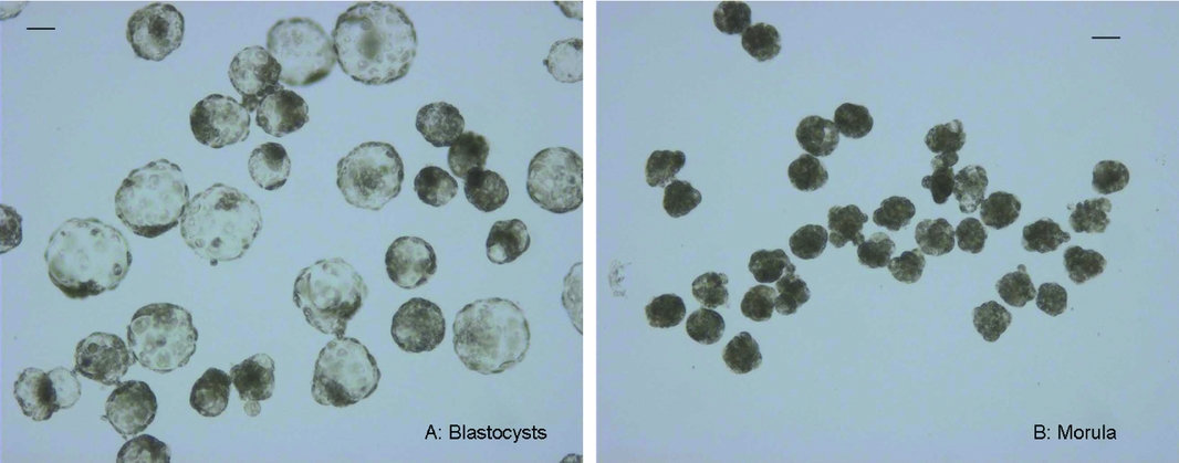 Developmental potential of pig embryos reconstructed by use of sow ...