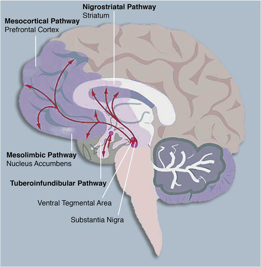 Neuroimaging Of The Dopaminereward System In Adolescent Drug Use Cns Spectrums Cambridge Core 8035