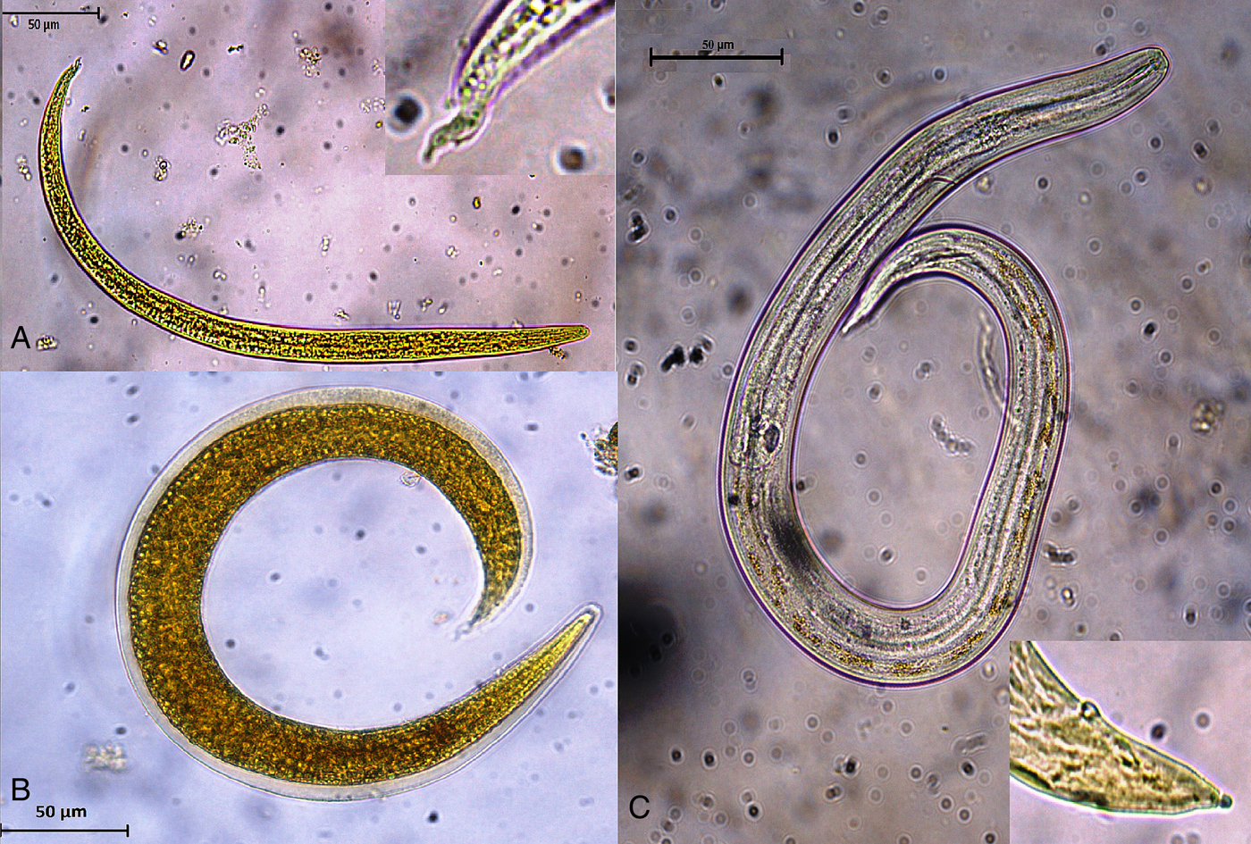 aelurostrongylus abstrusus egg