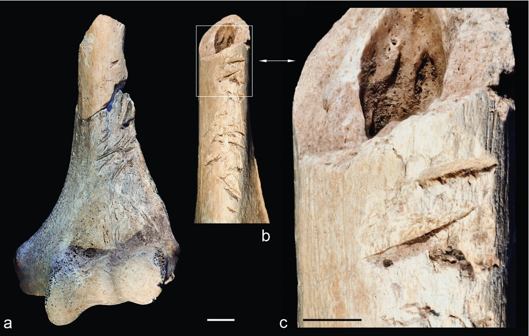 Human trophies in Central Mexican cultures. (a) Basal register of a