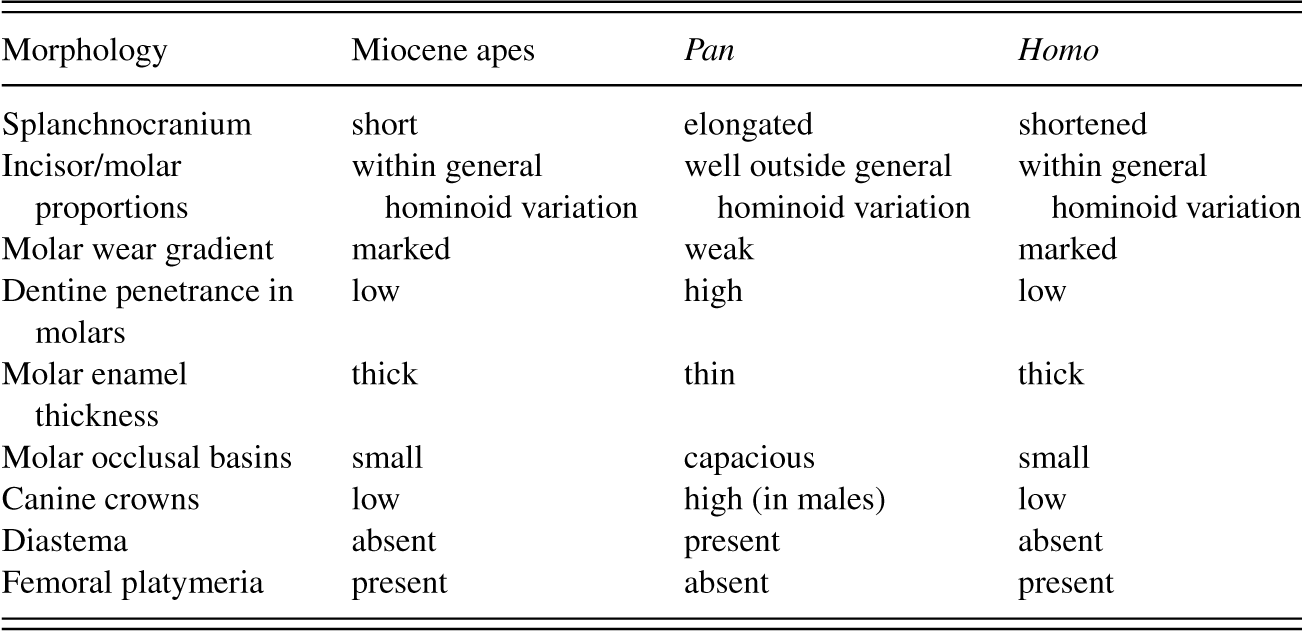 miocene hominoids