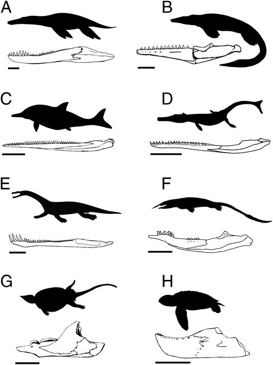 Ecomorphological diversifications of Mesozoic marine reptiles: the ...