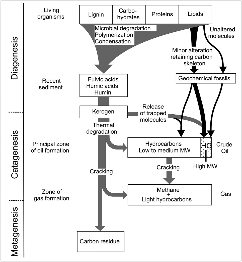 Models of source rock distribution maturation and expulsion in