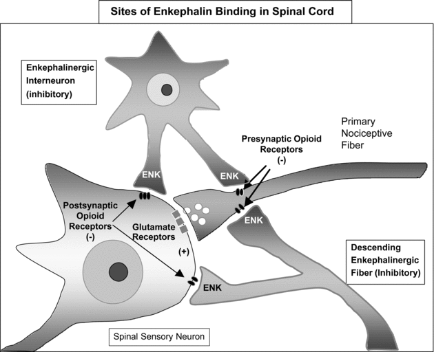 Spinal cord stimulation reduces or stabilises opioid use among chronic pain  patients - NeuroNews International