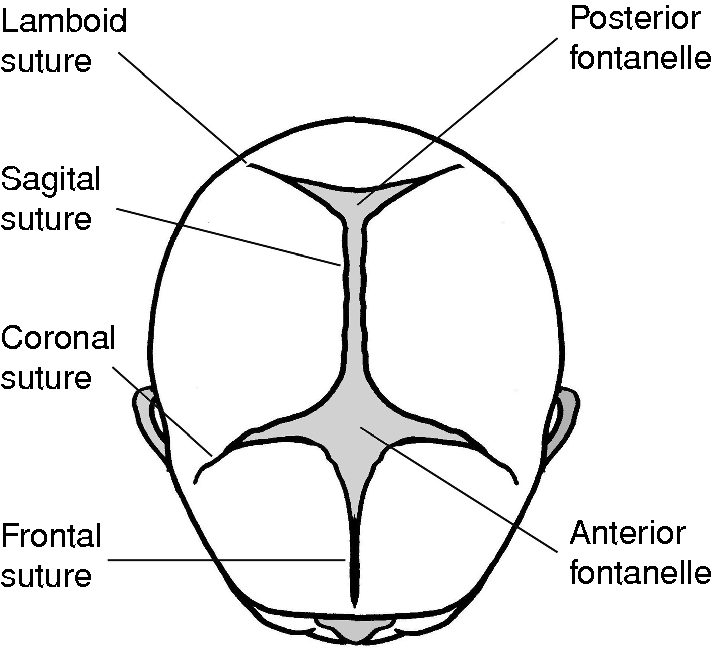 sutures of the fetal skull
