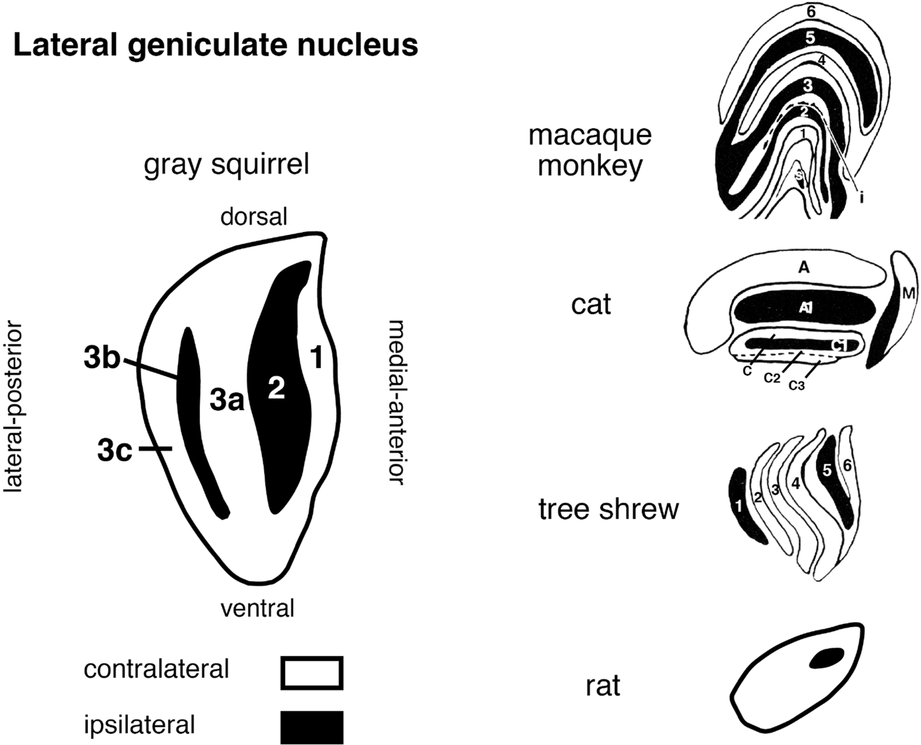 The squirrel as a rodent model of the human visual system Visual