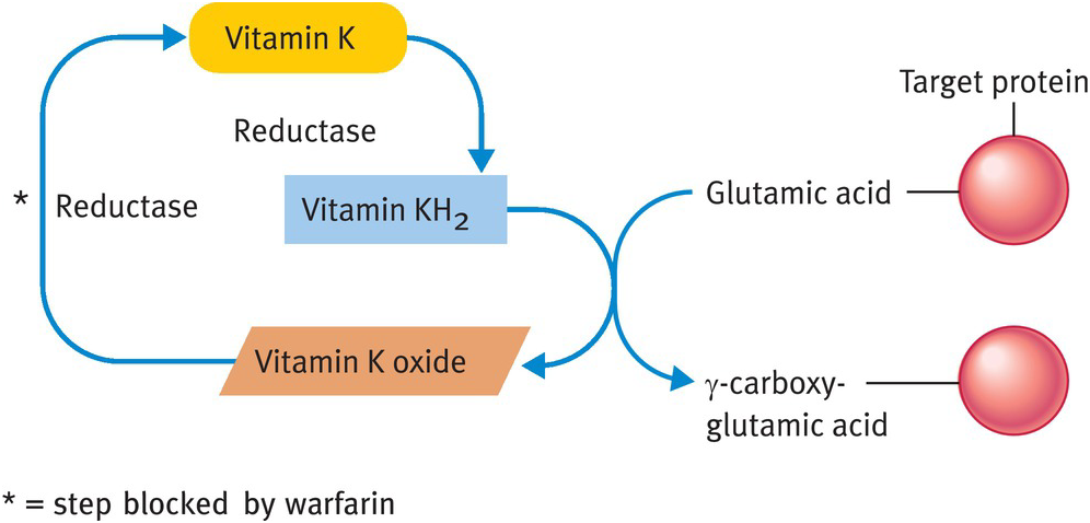glutathione and warfarin Can You Take with Blood Thinners? Understanding the Relationship The pharmacogenetics of warfarin in