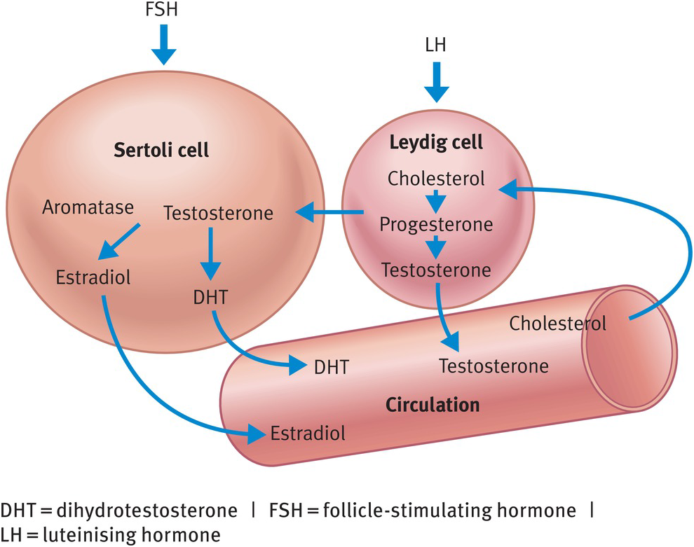 Sertoli Cell Hormone Production